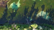 Tree shadows in the lake