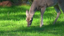 Whitetail Deer Looking and Eating