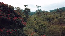 Papua New Guinea landscape 