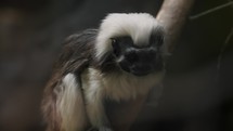 Cotton-top Tamarin Monkey Sitting On A Tree Branch. - close up