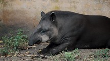 Lazy South American Tapir Lying Down In The Amazonian Forest Of South America. Close Up	