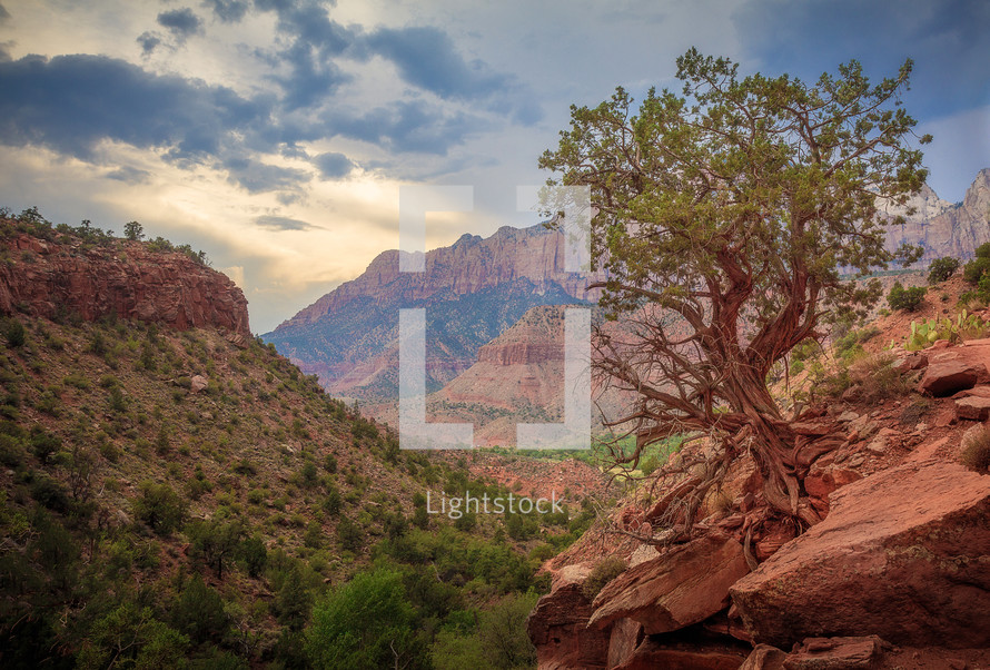 cottonwood tree on red rock cliffs 