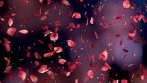 Red rose petals falling on beautiful black background. Valentines day, Mother day, spring, summer, blossom background. Seamless looping 4k