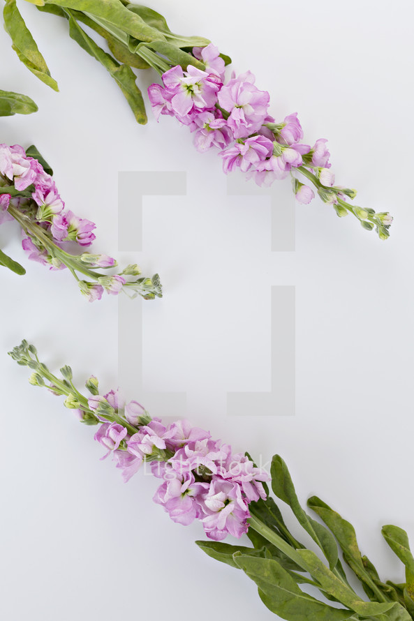 pink flowers on a white background 