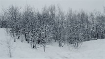 Snowy trees in winter.
