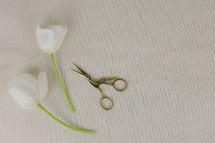 scissors and white tulips on a white background 