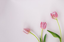 pink tulips on a light pink background 