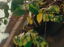 Dry tree branches with green leaves