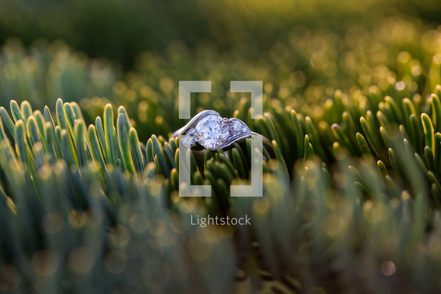 engagement ring in a bush 