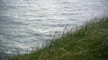 grasses blowing in the breeze along a shore along the cliffs of Moher 