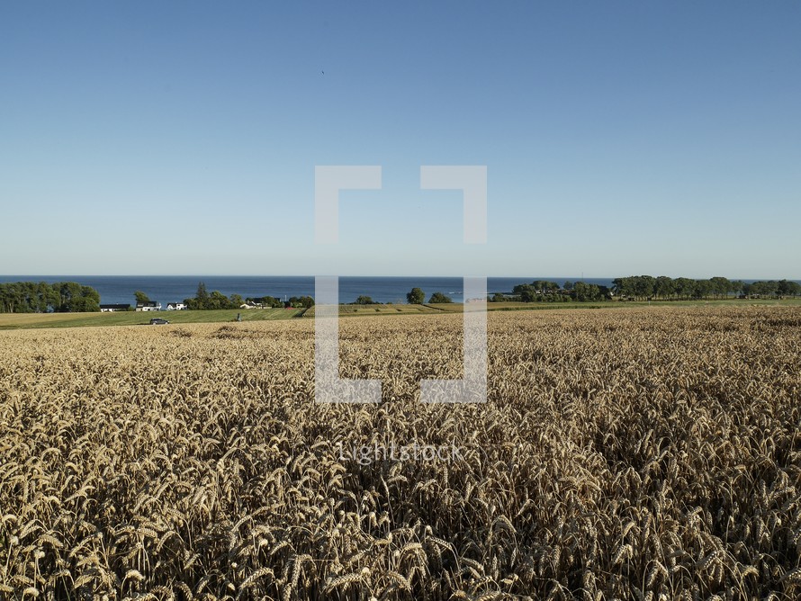 fields of wheat in Österlen, Sweden