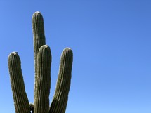 tall cactus 