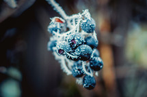 frost on berries 