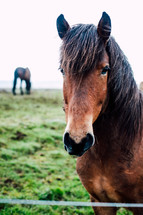 horses in Iceland 