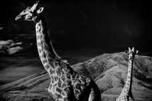 Giraffes at night.
