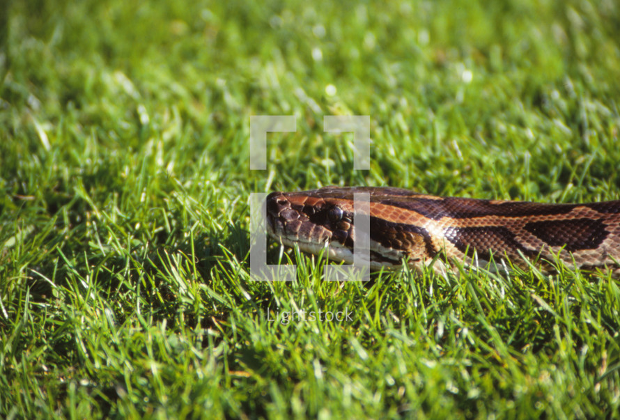a python in the grass