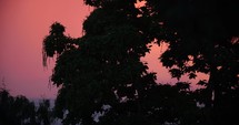 Catalpa tree sunset
