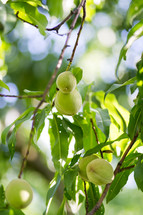 unripe peaches on a tree