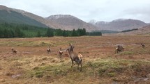 Wild red deer running in slow motion in the Scottish Highlands.