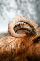 Animal horns close-up, goat, ram, sheep, antler