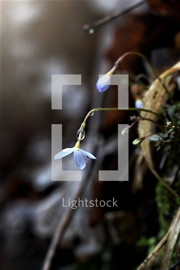 tiny white flowers 
