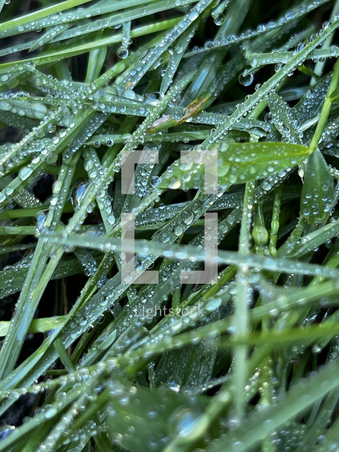 wet grass background 