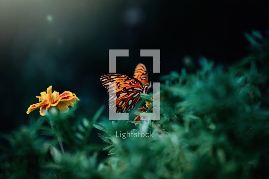 butterfly on a flower 