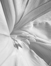 flower center closeup, white and gray tones 