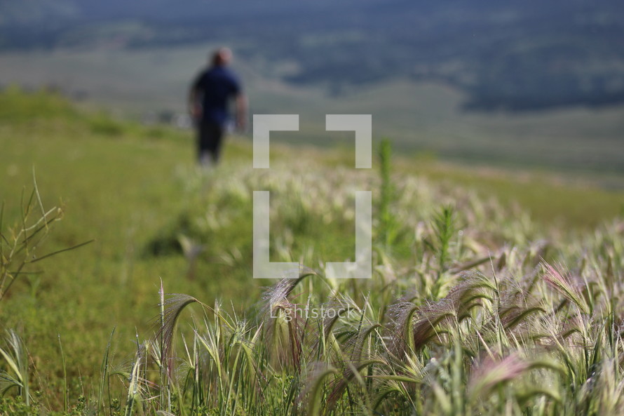 man walking through a field of tall grasses 