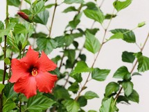 red hibiscus 