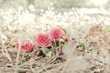 pink roses on pine straw
