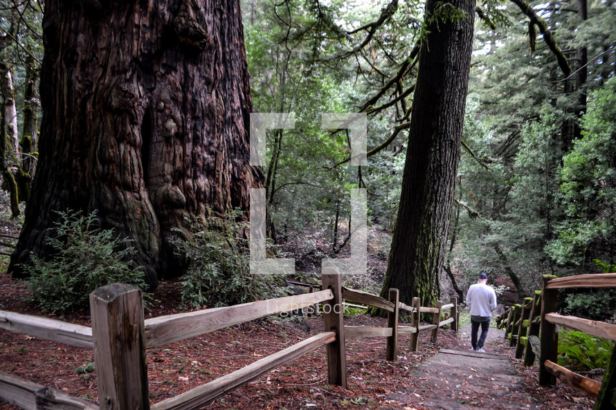 walking through a redwood forest 