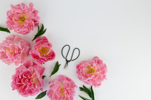 scissors and pink flowers on white 