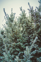frost on bushes 