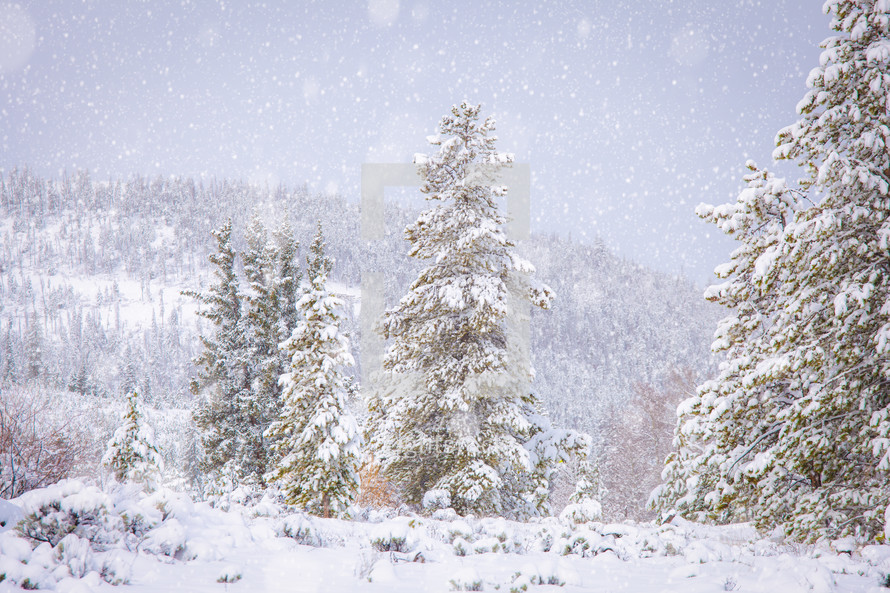 Winter landscape of snowflakes falling on evergreen trees in front of mountain in Colorado