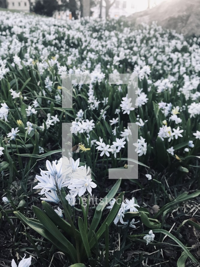 white flowers in a flower bed 