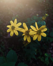 sunlight on yellow flowers 