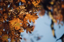brown oak leaves on branches 