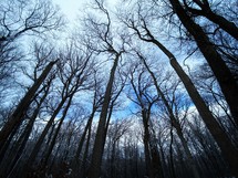 bare winter trees 