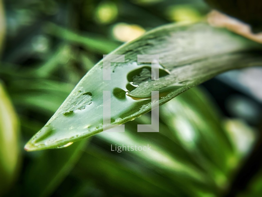 water droplet on a leaf 