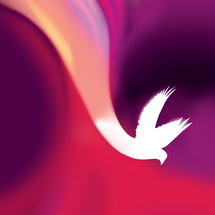 Holy Spirit Pentecost Dove