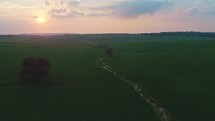 Slow Aerial shot flying over a green wheat field during sunset