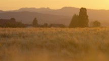 Wheat field at sunset