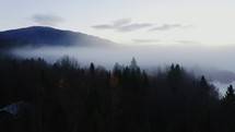 Smokey Forest 