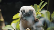 Cotton-Top Tamarin Eating Fruit In The Forest In Colombia. close up