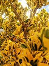 yellow and green leaves on a bush 