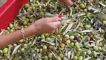 Olive harvest for oil in Calabria