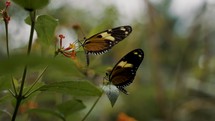 Close up shot of two butterflies sitting over a flower and eating nectar.