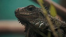 Close Up Of Green Iguana On Tropical Nature Habitat In Costa Rica. Macro Shot	