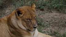 Female Lion (Lioness) Sleeping In The Forest. Panthera Leo. close up	